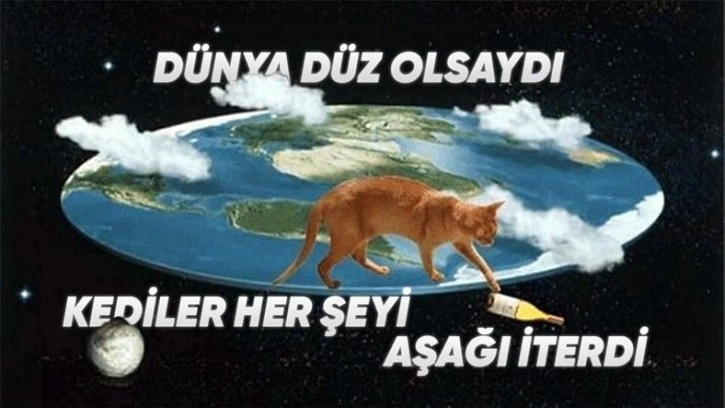 Kediler Neden Her Şeyi Pıt Diye Aşağı İter?