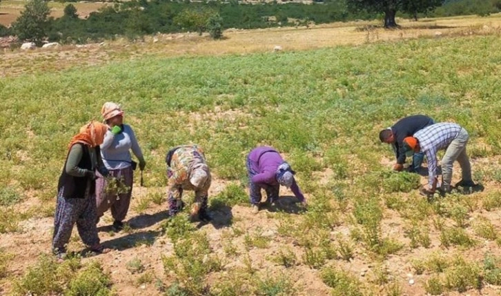 Kekik üreticileri oluşan fiyattan şikayetçi: '1 kilo kekikle 1 litre benzin alamıyoruz'