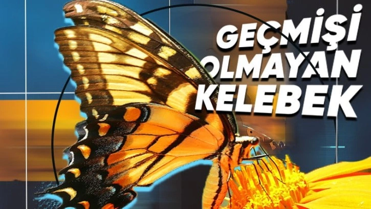 Kelebekler Tırtıl Günlerini Hatırlıyorlar mı?