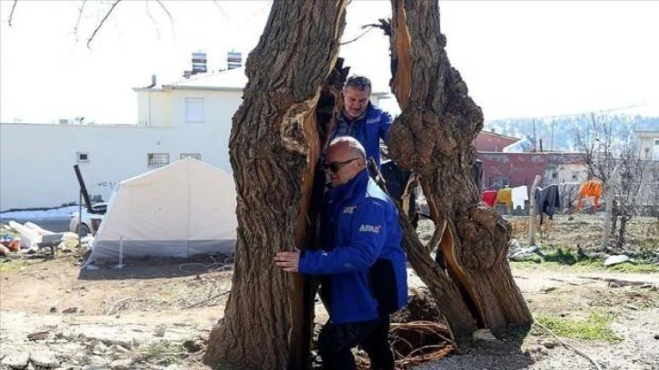 Kırılan fay üzerinde ikiye ayrılan ağaç ile ilgili deprem uzmanından çarpıcı yorum