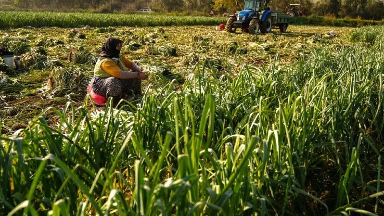 Kışlık sebze, hava şartları nedeniyle pazar tezgahına gecikmeli çıktı