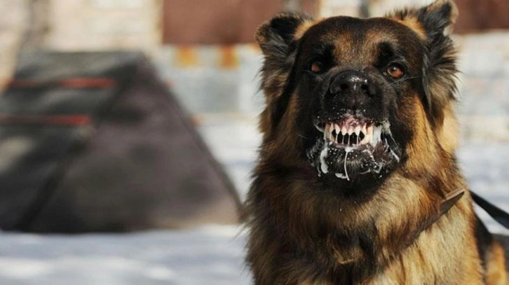 Koca Bitlis diken üstünde! 2 çocuğu köpek ısırmasının ardından 38 kişide daha kuduz şüphesi çıktı