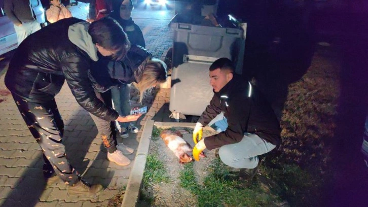 Komşuları haber verdi gözyaşlarına boğuldu! 6 ayda 6 kedisi öldürüldü