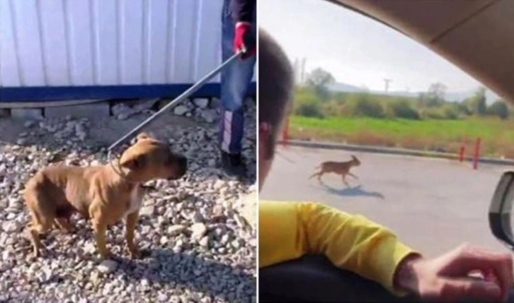 Konya’da pitbull’u parka bırakıp kaçan kişiye 40 bin 860 lira para cezası