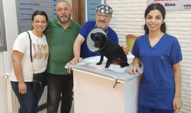 Köpeğin mesanesinden 55 parça taş çıktı