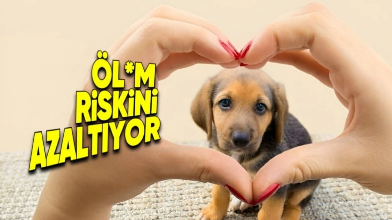 Köpek Sahiplenmenin Saymakla Bitmeyen Faydaları