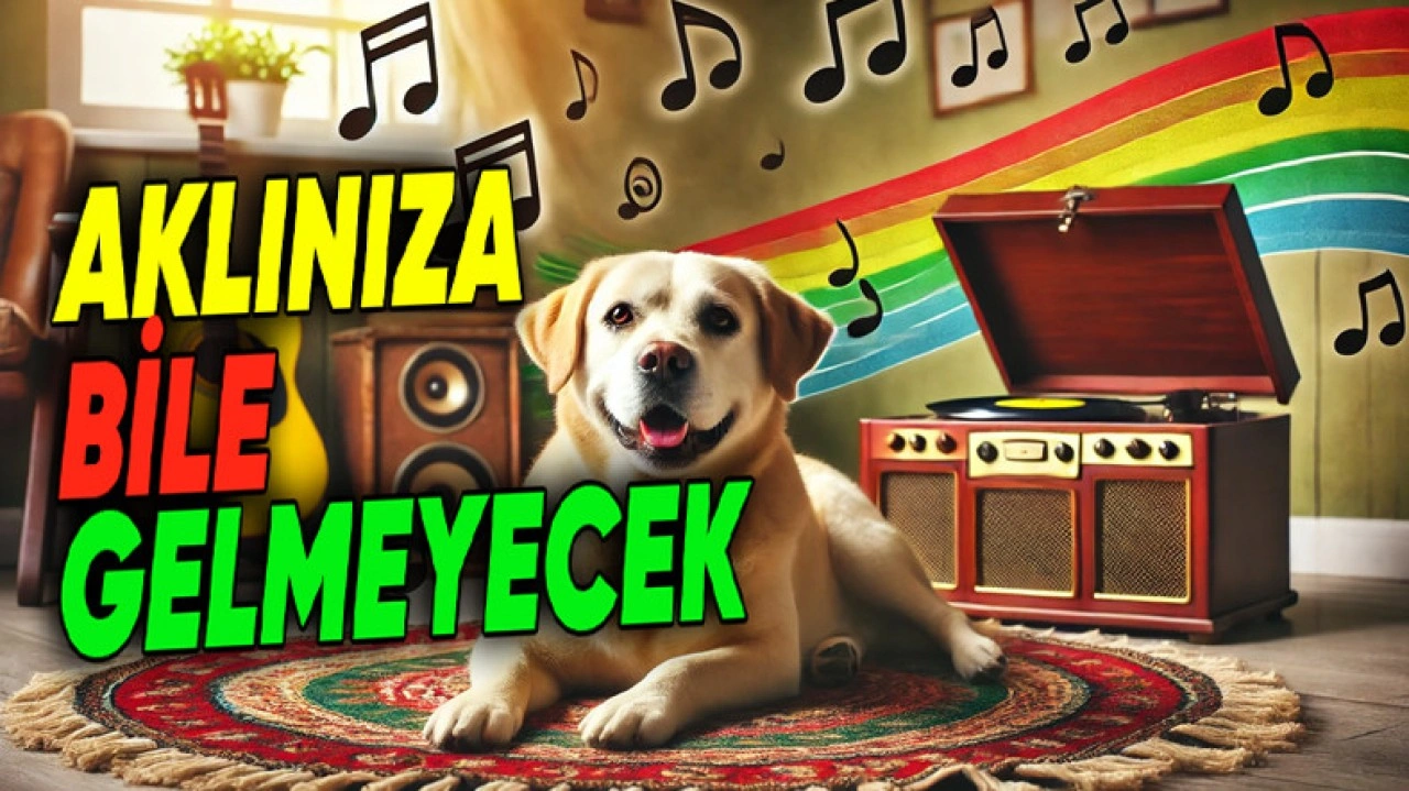 Köpekler En Çok Hangi Müzik Türlerini Seviyor?