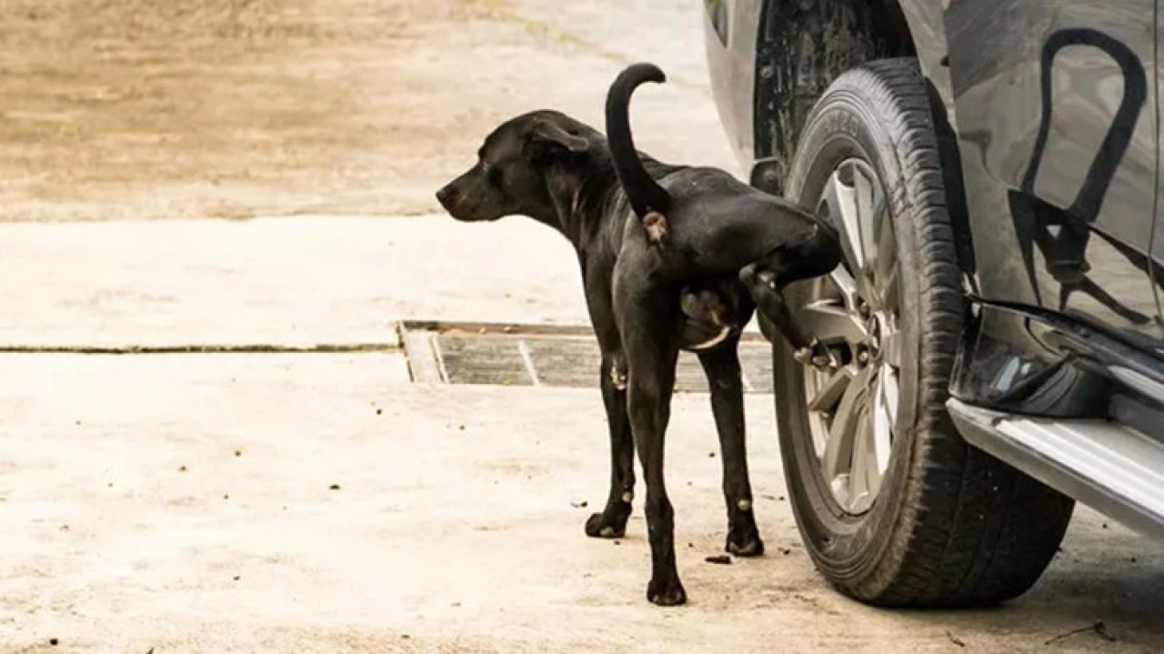 Köpekler Neden Araba Lastiklerine Koku Bırakır?