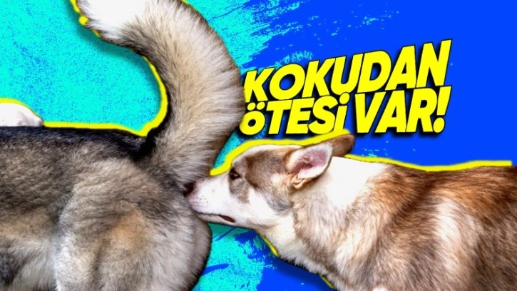 Köpekler Neden Birbirinin Poposunu Koklar?