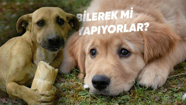 Köpekler Neden Üzgün Bakar?