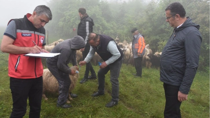 Koyunları telef olan besicilerin mağduriyeti giderildi