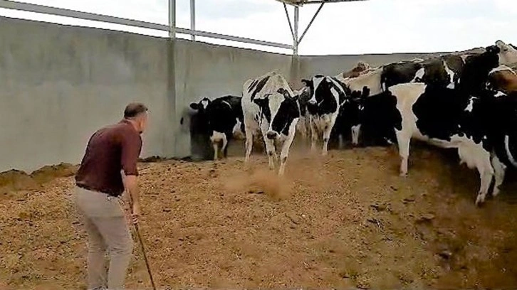 Kurban Bayramı öncesi çalıştığı çiftlikte vurgun planı! Kamera kayıtları gerçeği ortaya çıkardı