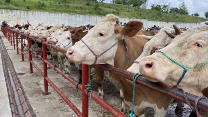 Kurban Bayramı öncesi Kırım Kongo Kanamalı Ateşi uyarısı!