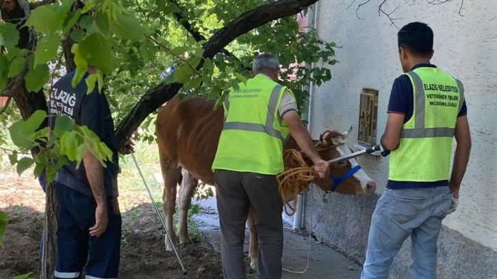 Kurban Bayramı'nın ilk kaçağı: Sahibinin omurgasını kırdı