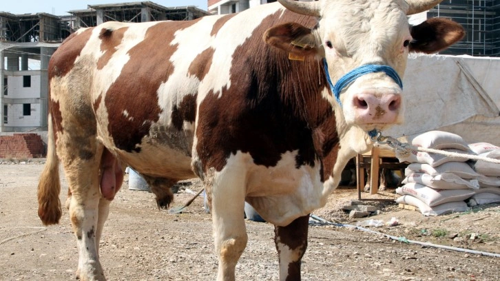 Kurban eti nasıl dağıtılır kaç hisse dağıtılması gerekir Diyanet