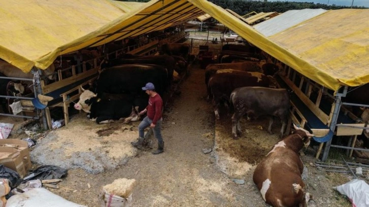 Kurban pazarında ilk günden sıkı pazarlıklar başladı