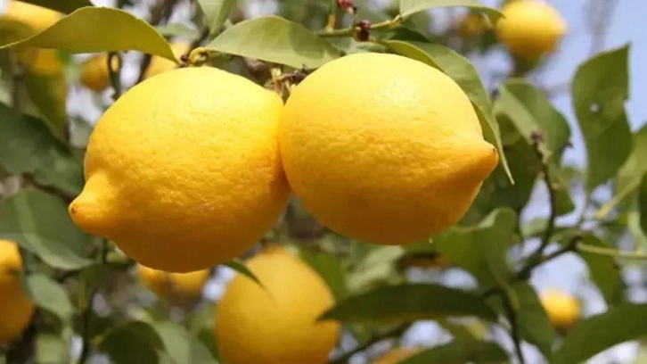 Limonda bin TL ihracat teşviki üreticiyi memnun etti