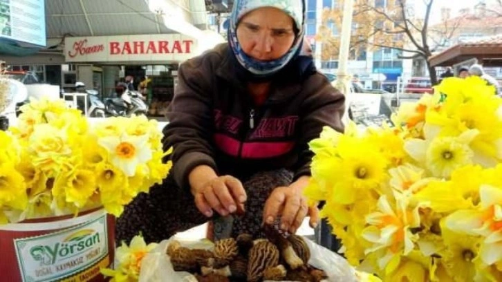 Mahallenin geçim kaynağı oldu! Fiyatı altınla yarışıyor