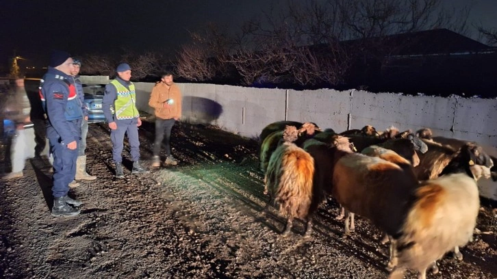 Malatya’da kayıp koyunları jandarma buldu