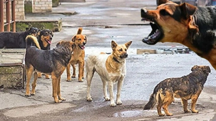 Malumun ilamı: Belediyeden sokak köpeği şikayetine "umursamaz" cevap!