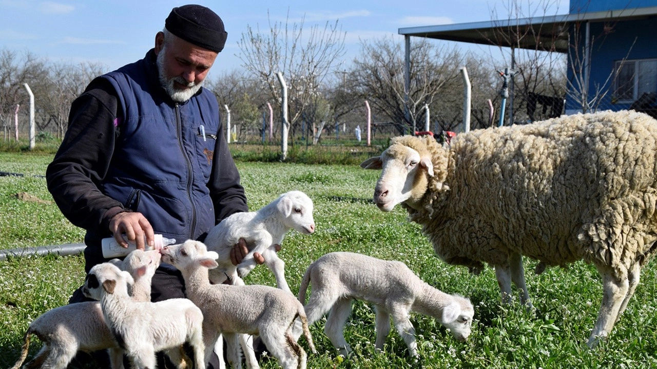 Manisa'da koyun tek batında 5 kuzu doğurdu