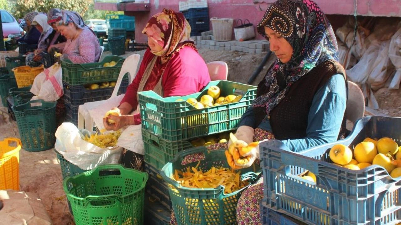 Manisa'da şifa kaynağı cennet hurmasına talep artıyor