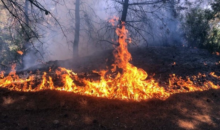 Manisa'da orman yangını