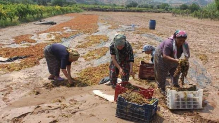 Manisa’da tonlarca üzümü sel suları götürdü