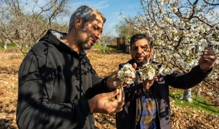 Manisa’nın ünlü kirazı kuraklık tehlikesiyle karşı karşıya