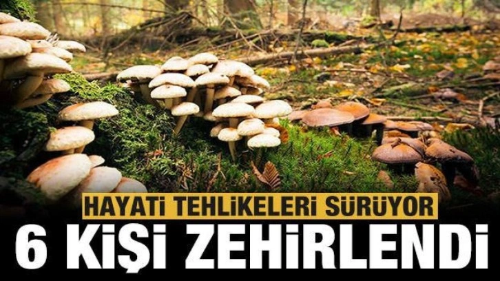 Mantar aynı aileden 6 kişiyi zehirledi: Hayati tehlikeleri sürüyor