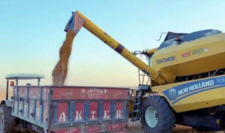 Mardin'de buğday hasadına devam eden çiftçi verimden şikayetçi