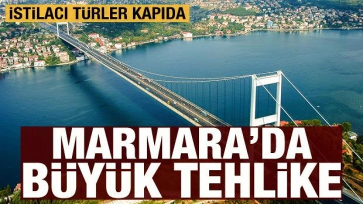 Marmara Denizi için korkutan uyarı: İstilacı türler kapıda