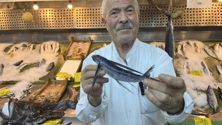 Marmara Denizi'nde uçan balık yakalandı