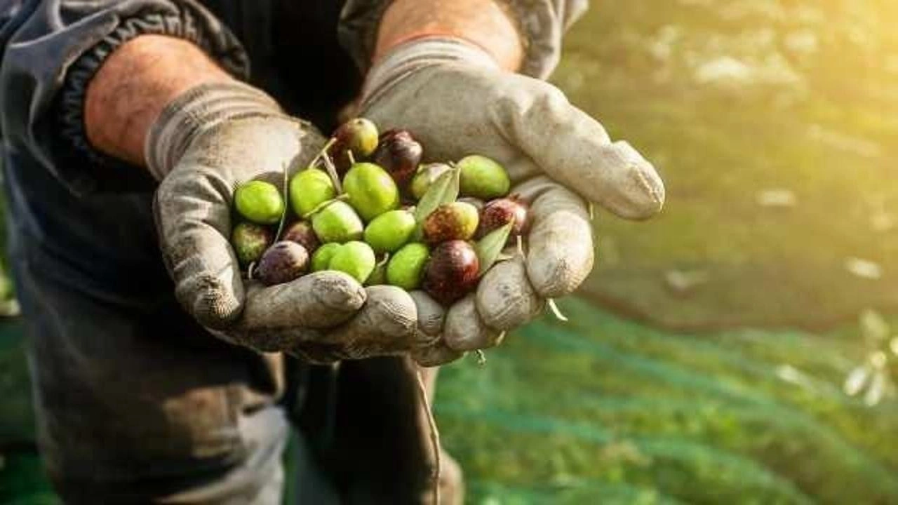 Marmarabirlik yağlık ve sofralık zeytin alım fiyatlarını açıkladı