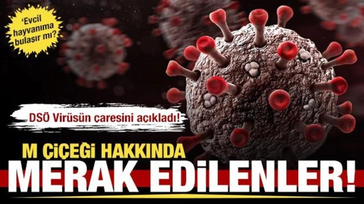 Maymun çiçeği ile ilgili merak edilen sorular!