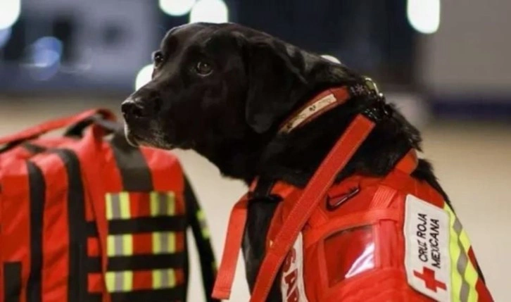 Meksika meşhur arama kurtarma köpeklerini Türkiye'ye yolluyor