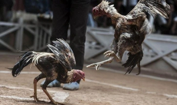 Meksika’da dövüştürülen horoz rakibine değil de sahibine saldırdı