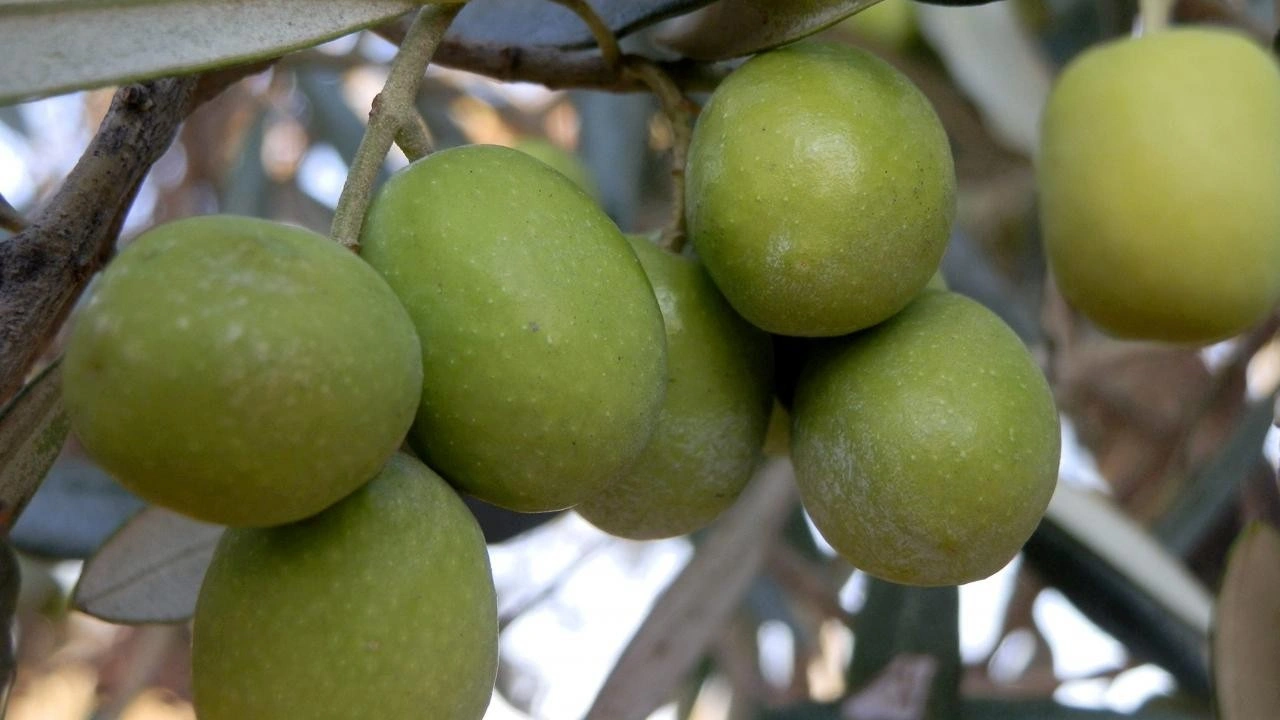 Mersin'de bahçeden sofralara zeytinyağı yolculuğu başladı