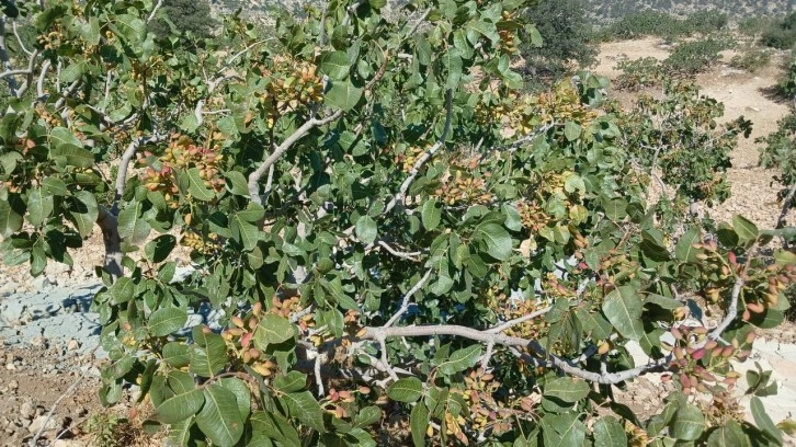 Mersin’de fıstık hasadı