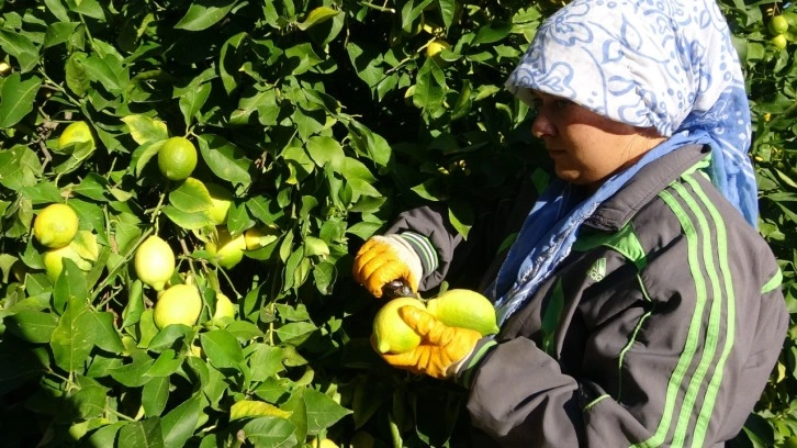 Mersin Erdemli'nin Lamas limonunda hasat 5 TL ile başladı