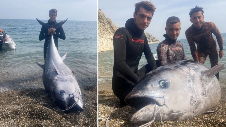 Mersin'de zıpkınla 150 kilogramlık orkinos avlandı!