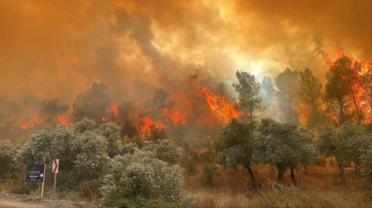 Milas'ta orman yangını! Havadan ve karadan müdahale ediliyor