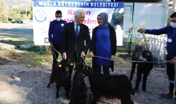 Muğla’nın ‘kıl keçisi projesi’ kadın üreticilerinin yüzünü güldürdü