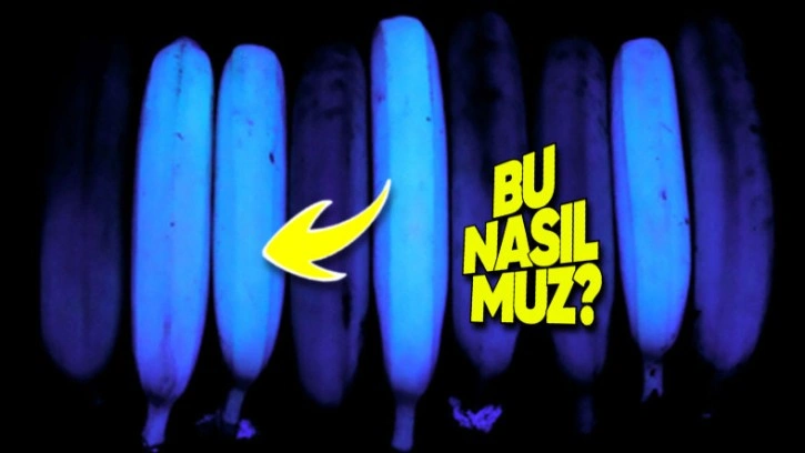 Muzlar UV Işığının Altında Neden Fosforlu Mavi Oluyor?