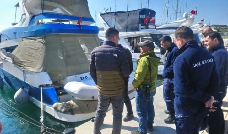 Nesli tükenme tehlikesi altında: Akdeniz foku tekneye sığındı