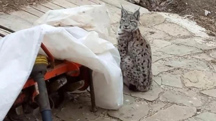 Nesli tükenme tehlikesi altında! Gümüşhan'de ortaya çıktı...