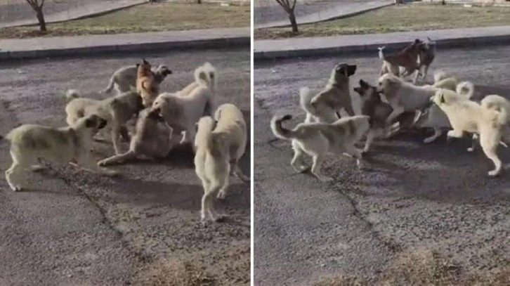 Niğde'de köpek sürüsünün vahşi kavgası kameralara böyle yansıdı