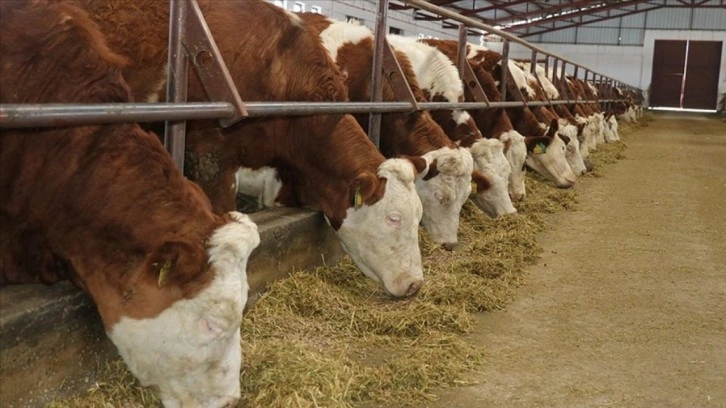 Ordu Tarım ve Orman Müdürlüğü ihaleyle 60 gebe simental düve alacak