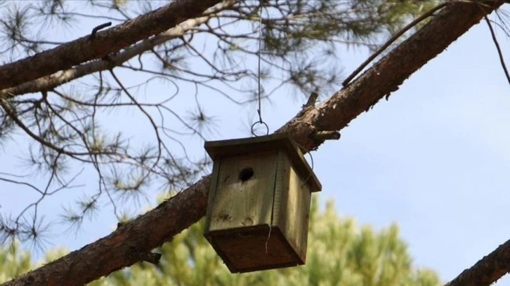 Ormana zarar veren böceklerle beslenen kuşlara yuva desteği