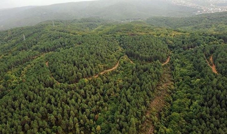 Ormanı korudu diye ağaçlandırma şefinin başına gelmeyen kalmadı